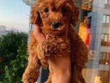 Red Toypoodle Di̇şi̇ Yavrumuz