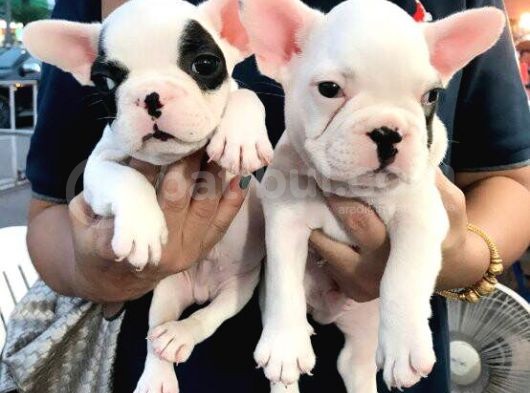 French Bulldog Yavruları