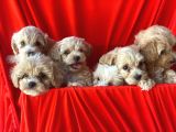Efsane Guzellikte Maltipoo Bebekler