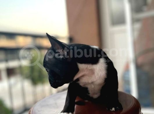 50 Günlük French Buldog görsel