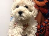 Maltipoo Kızım