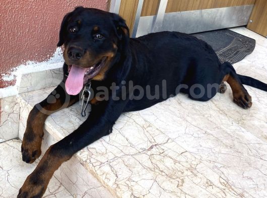 5 Aylık Macar Kafa Erkek Rottweiler görsel