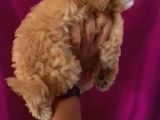 Toy Poodle Yavrularımız