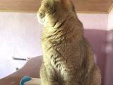 Yetişkin British Shorthair Blackgolden Tecrübeli