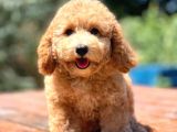 Irk Ve Saglik Garantili Poodle Bebekler