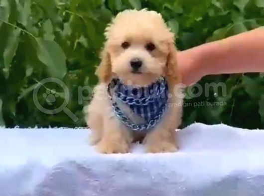 Toy Poodle Yavrularımız görsel