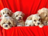 Efsane Guzellikte Maltipoo Bebekler