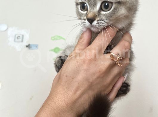 Mama Karşılığı Verilecektir görsel