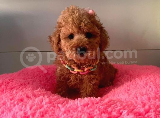 Orji̇nal Toy Poodle Yavrular görsel
