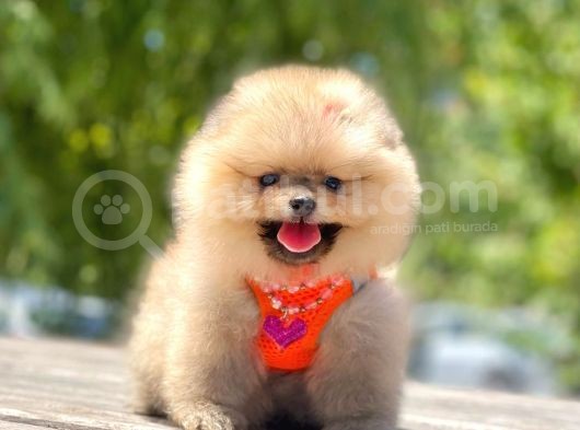 Teddy Face Pomeranian Boo Bebekler