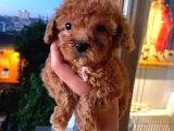 Red Toypoodle Di̇şi̇ Yavrumuz