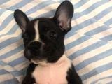 50 Günlük French Buldog