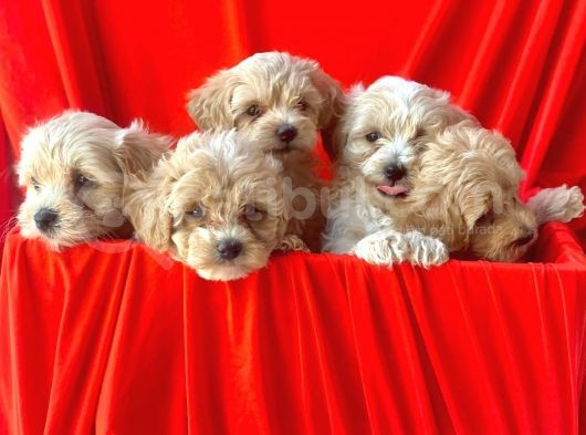 Efsane Guzellikte Maltipoo Bebekler görsel