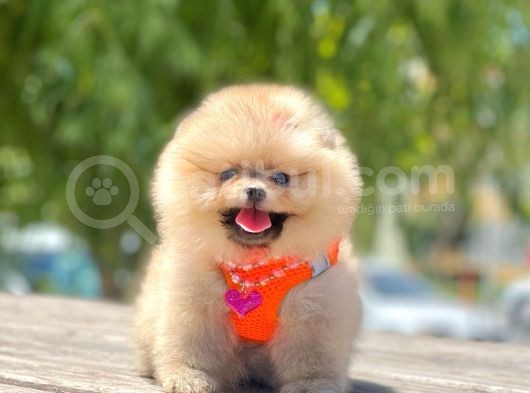 Teddy Face Pomeranian Boo Bebekler görsel