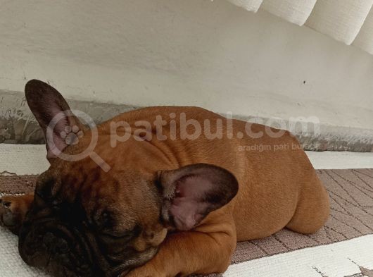 A Secereli Fawn Erkek 5 Aylık görsel