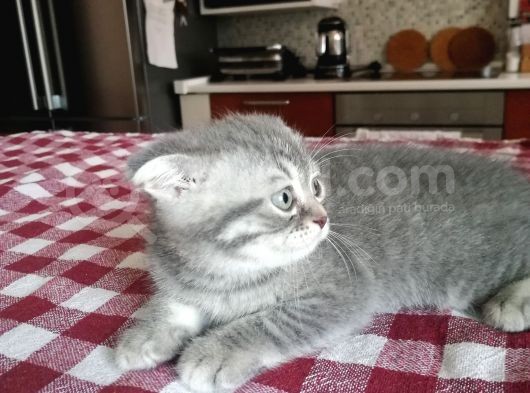 Scottish Fold Yavrumuza Aile Arıyoruz görsel