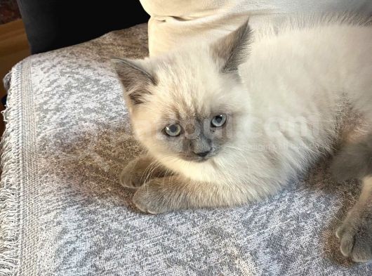 Bluepoint Shorthair British 3 Aylık görsel