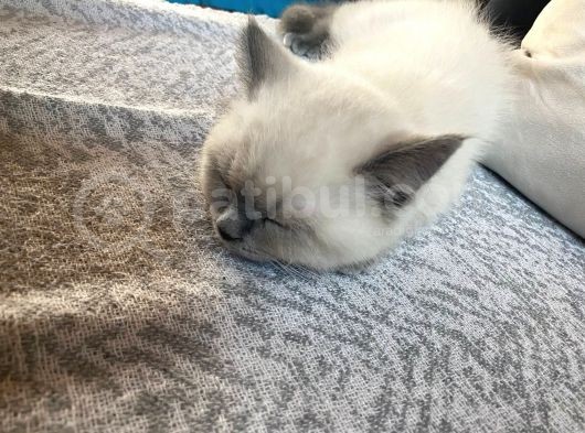 Bluepoint Shorthair British 3 Aylık görsel