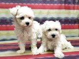 Maltese Terri̇er Yavru