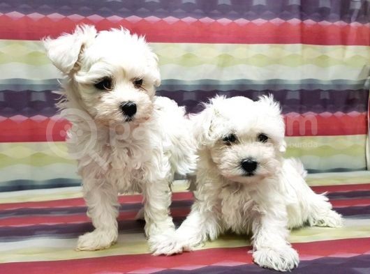 Maltese Terri̇er Yavru görsel