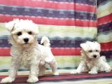 Maltese Terri̇er Yavru
