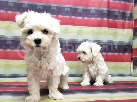 Maltese Terri̇er Yavru görsel