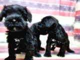 Minyatür Schnauzer Yavrular