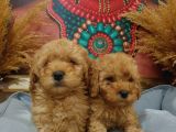 Sağlik Ve Irk Garanti̇li̇ Red Toy Poodle