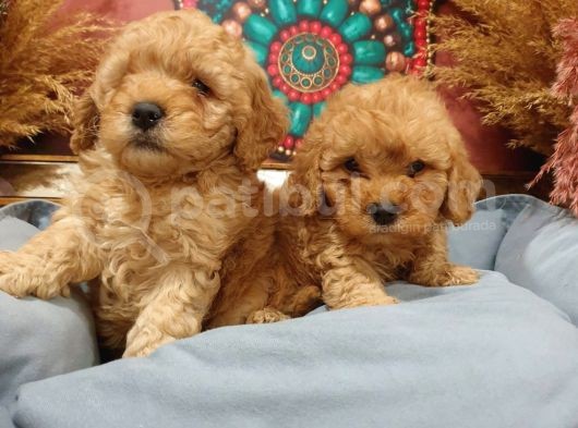 Sağlik Ve Irk Garanti̇li̇ Red Toy Poodle görsel