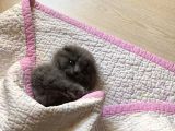 Scottish Fold Gri Yavru