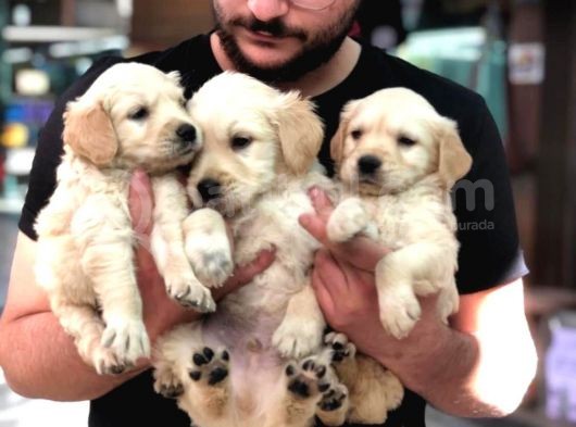 Vecihiden Golden Retriever Yavru Köpekler görsel