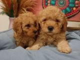 Sağlik Ve Irk Garanti̇li̇ Red Toy Poodle