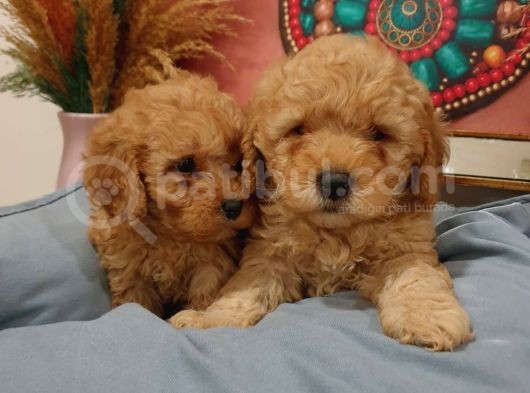 Sağlik Ve Irk Garanti̇li̇ Red Toy Poodle görsel
