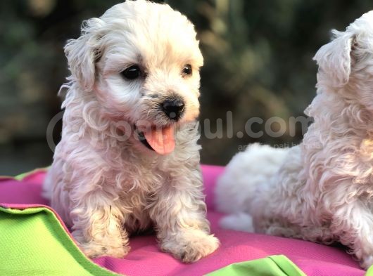 Birinci Sınıf Maltese Terrier Yavrularımız