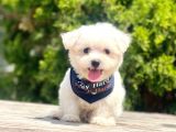 Maltese Mini Boy Sevimli Yavrular