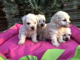 Birinci Sınıf Maltese Terrier Yavrularımız