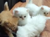 Son Kaldi Safkan Beyaz Ve Sari Chincilla