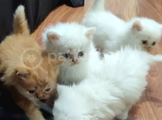Son Kaldi Safkan Beyaz Ve Sari Chincilla görsel