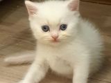 2 Aylık Scottish Straight ve Scottish Fold yavruları