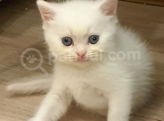 2 Aylık Scottish Straight Ve Scottish Fold Yavruları