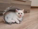 2 Aylık Scottish Straight Ve Scottish Fold Yavruları