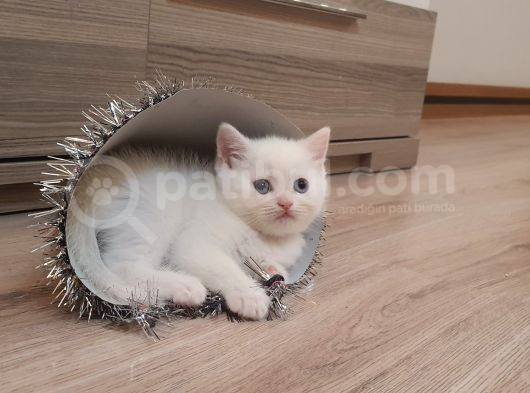 2 Aylık Scottish Straight Ve Scottish Fold Yavruları görsel
