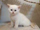 2 Aylık Scottish Straight Ve Scottish Fold Yavruları