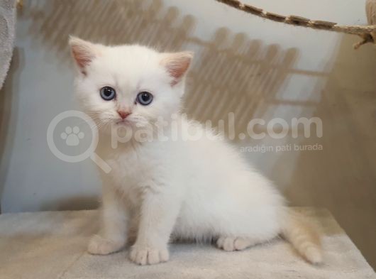 2 Aylık Scottish Straight Ve Scottish Fold Yavruları görsel