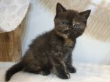 2 Aylık Scottish Straight Ve Scottish Fold Yavruları