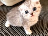 Silver Tabby Scottish Fold Oğlumuz Çok Oyuncu