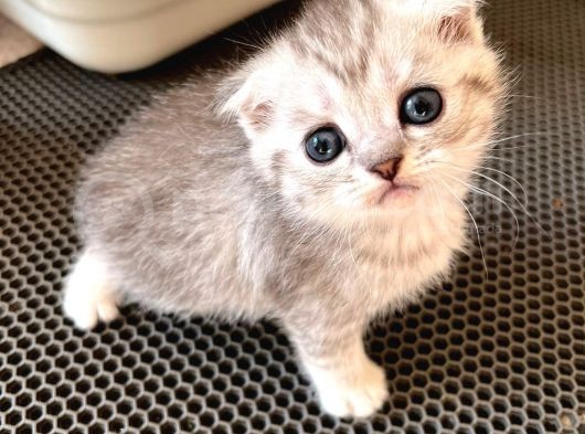 Silver Tabby Scottish Fold Oğlumuz Çok Oyuncu görsel