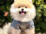 Safkan Teddy Face Pomeranian Yavruları