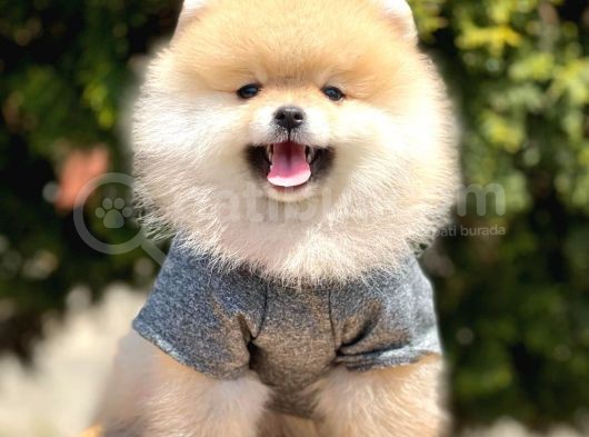 Safkan Teddy Face Pomeranian Yavruları görsel