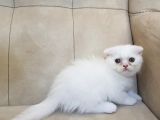 2 Aylık Scottish Straight Ve Scottish Fold Yavruları